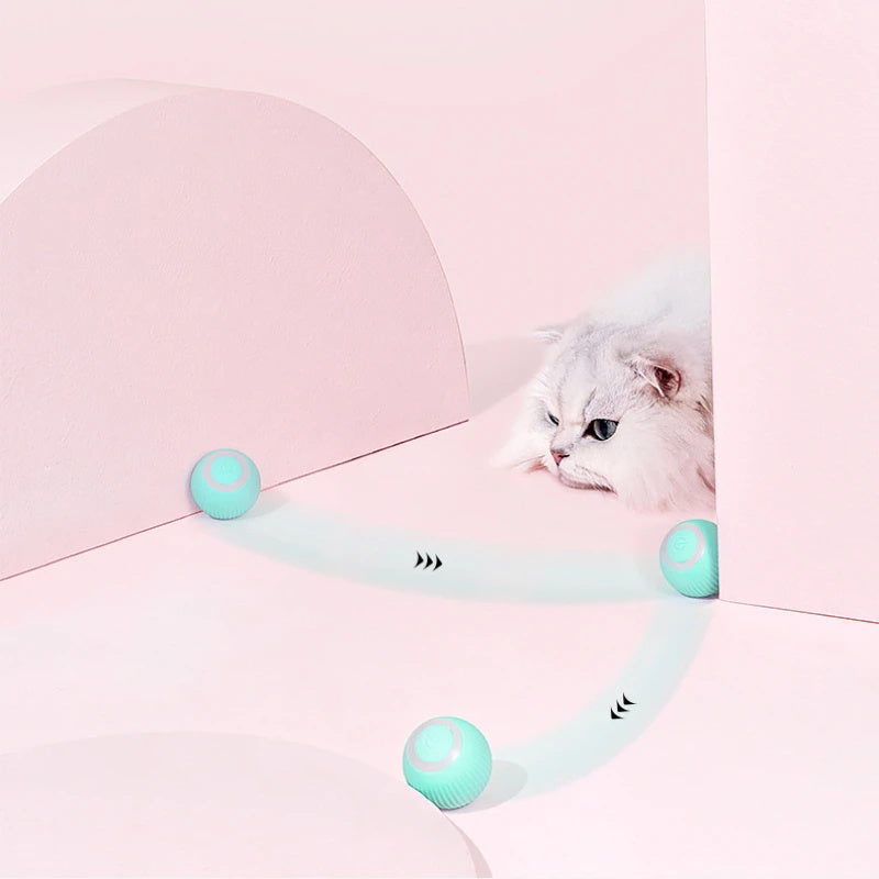 Cat Toy